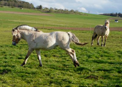 Laikny und Ollegaard