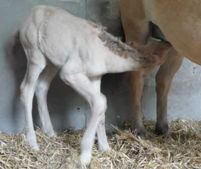 Stutfohlen 09.08.2009