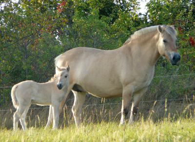 Karin und Fohlen