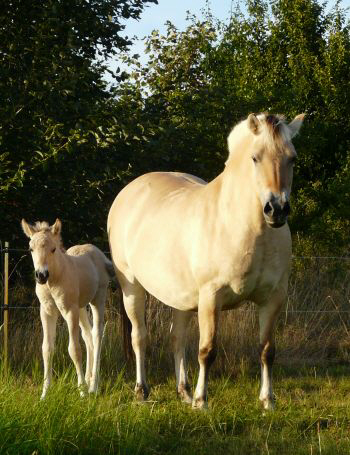 Karin und Fohlen