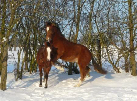 Hamilton und Hikari 12-2009